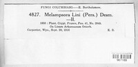 Melampsora lini image